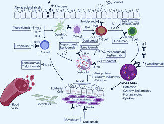 Biologics for Severe Asthma: Treatment-Specific Effects Are Important in  Choosing a Specific Agent - ScienceDirect